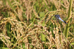 高品質米生産支援奨励制度